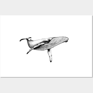 Bluewhale Posters and Art